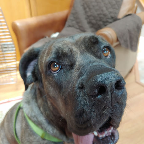 Ellie.JPEG