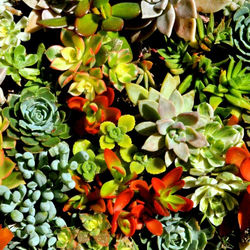 succulents.jpg