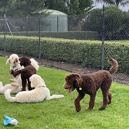 groodles choc cre.jpeg