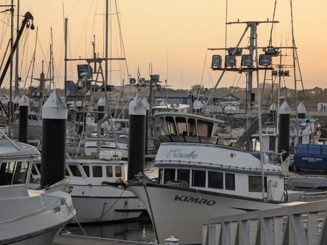 Fishing Fleet CC Harbor Todd.jpg