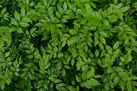 closeup-shot-of-the-small-green-leaves-of-bush.jpg