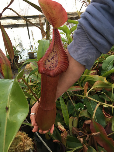 N. truncata – giant x edwardsiana – Marai Parai | chiemexoticplants