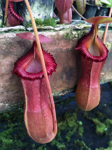 N. (ventricosa x sibuyanensis) – giant x edwardsiana