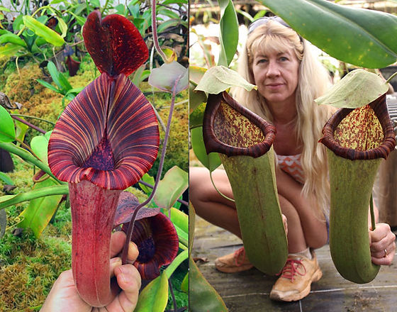 N. [(lvb] x [(veitchii x maxima) x veitchii] (a) x (truncata x