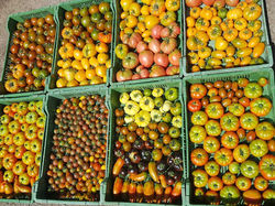 Des tomates, on en voit de toutes les couleurs