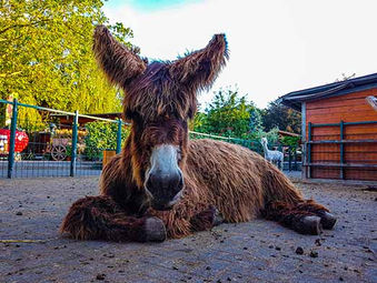 Ein Poitou Esel liegt auf einem Pflastersteinboden und guckt in die Kamera