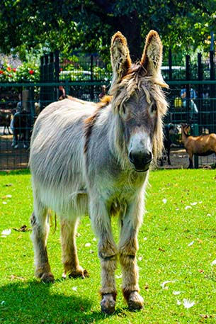 Esel steht auf grünem Rasen in der Sonne
