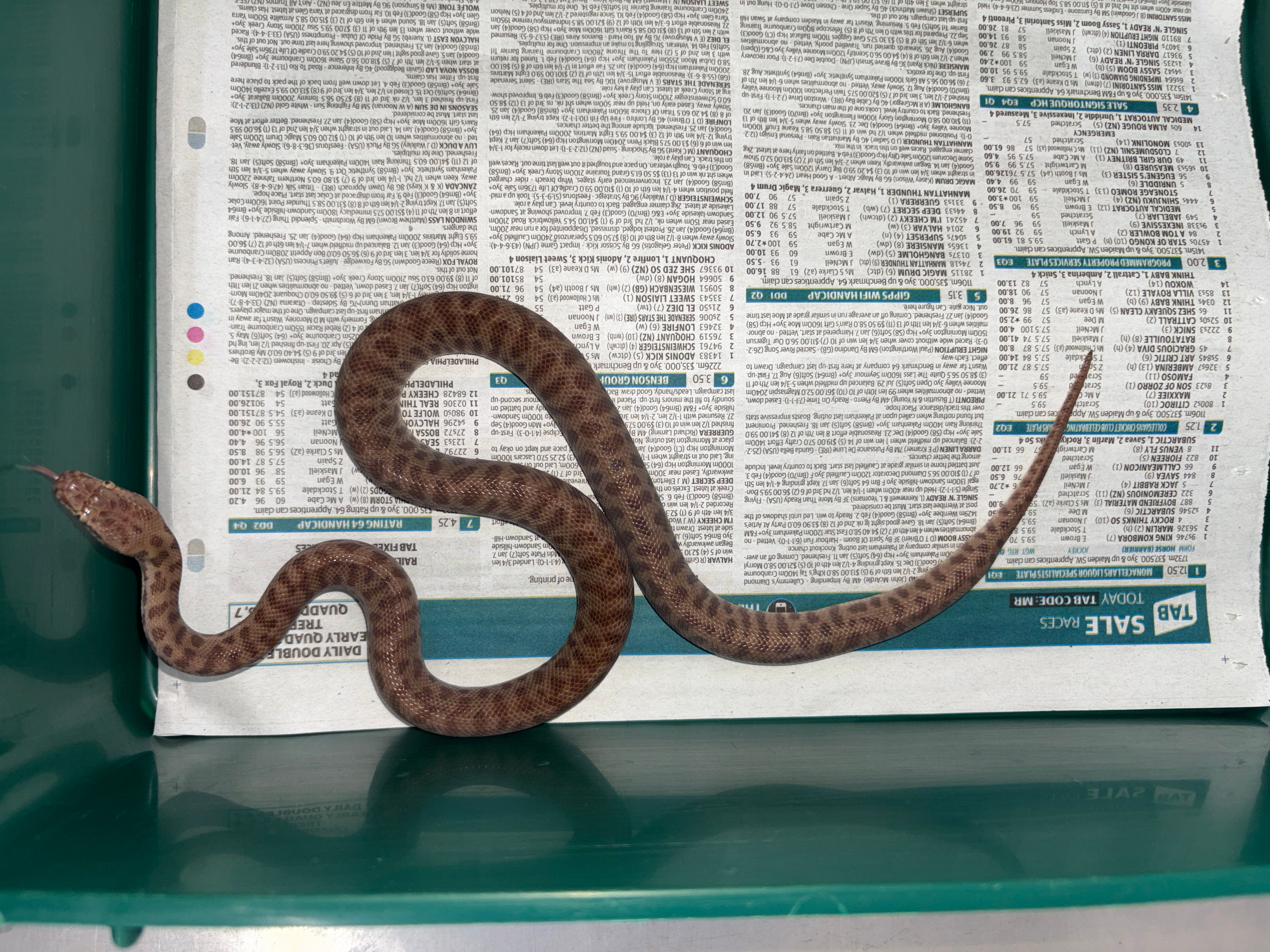 (7) Stimson Python - 66% Het for Mosaic Paradox Complex