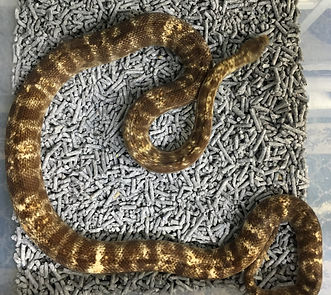 Ground Zero Stimsoni