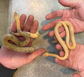 Albino Stimsoni & Paradox