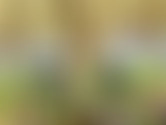 Bluebells in the woods