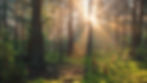 light coming through trees