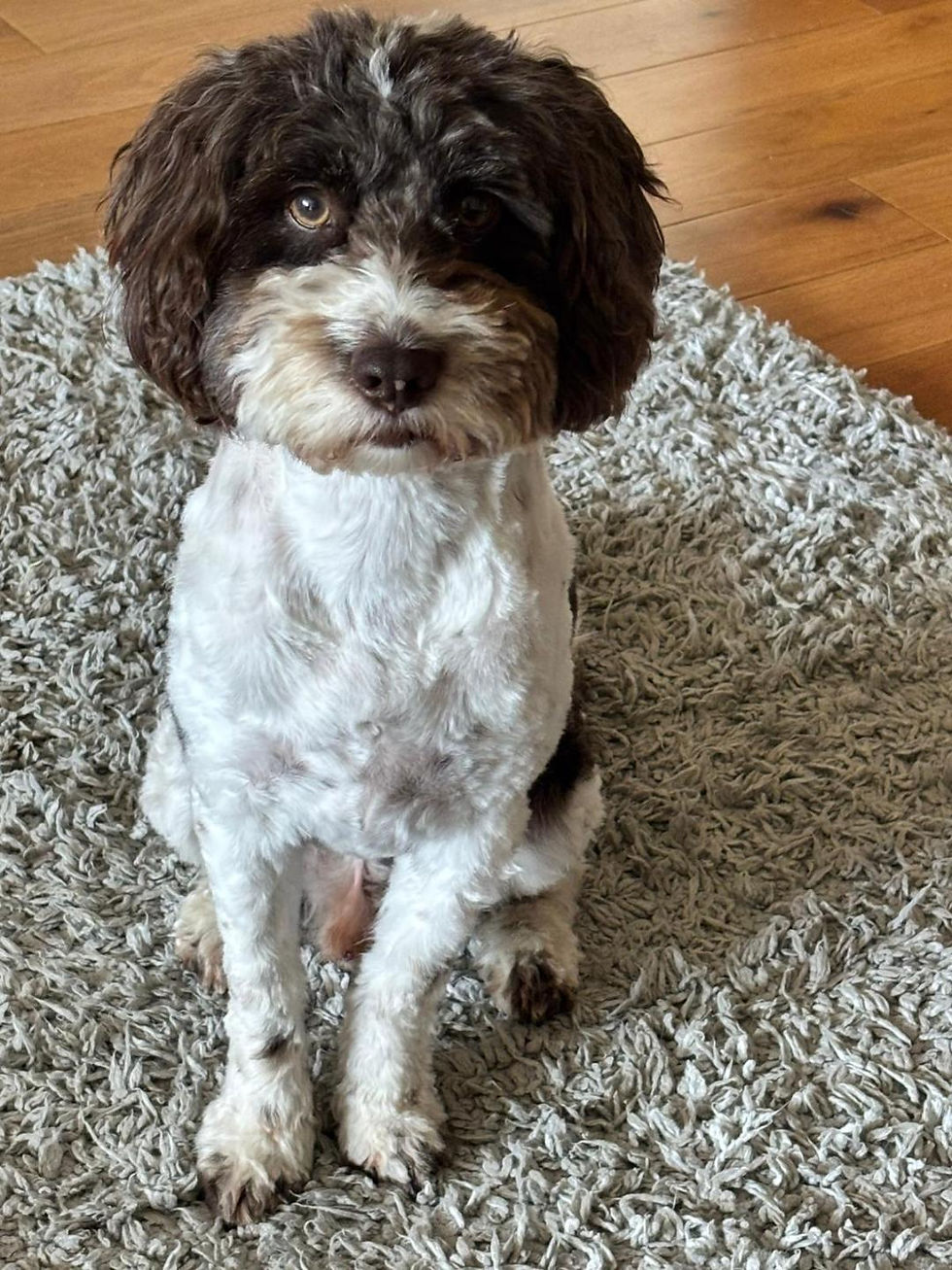 Teddy sitting.jpg