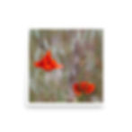 Thumbnail: Red Flowers - Museum-Quality Posters