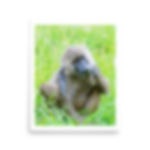 The Eyes of a Baboon - Museum - Quality Poster