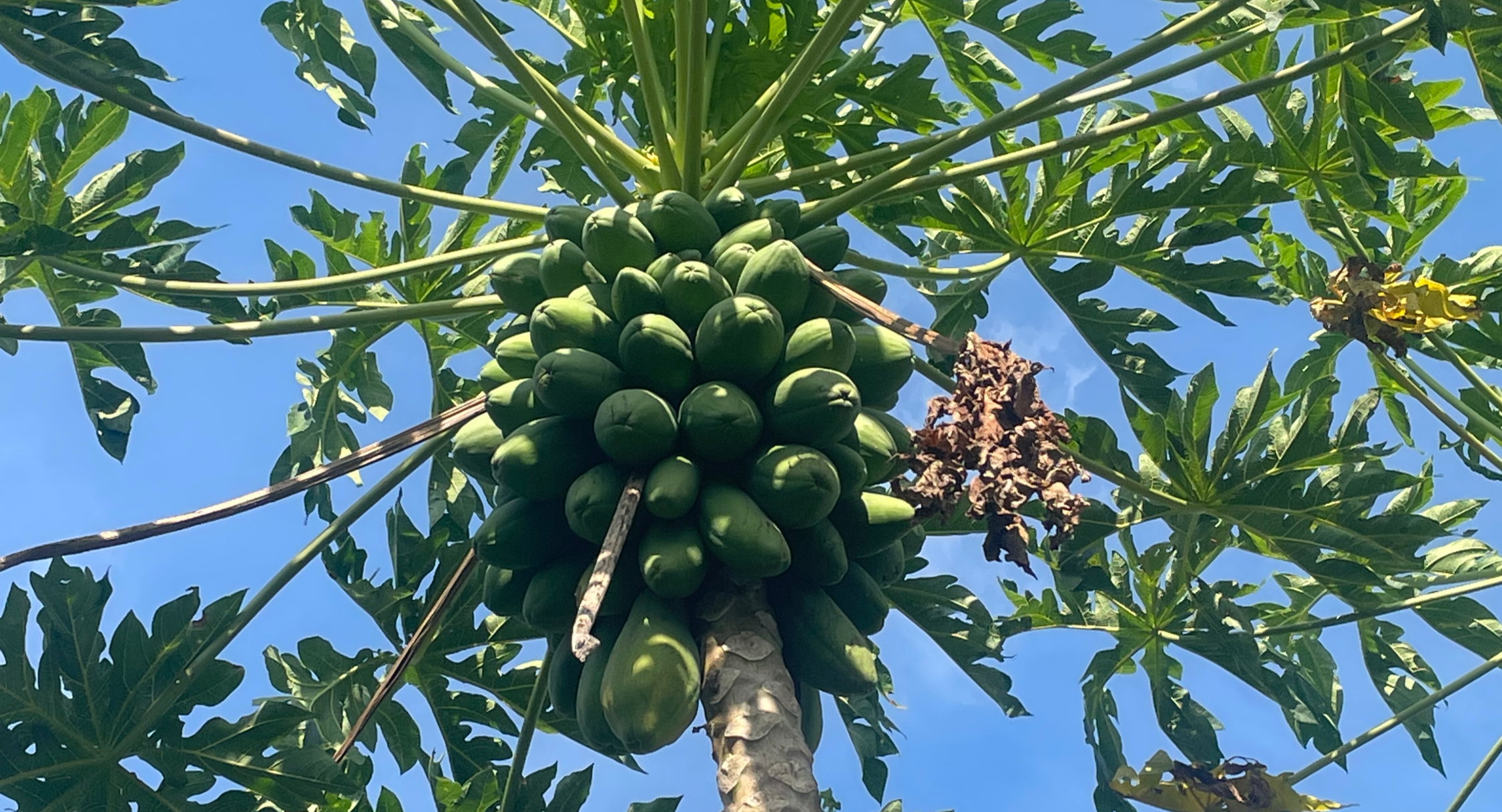 Agroforestería cacao Colombia