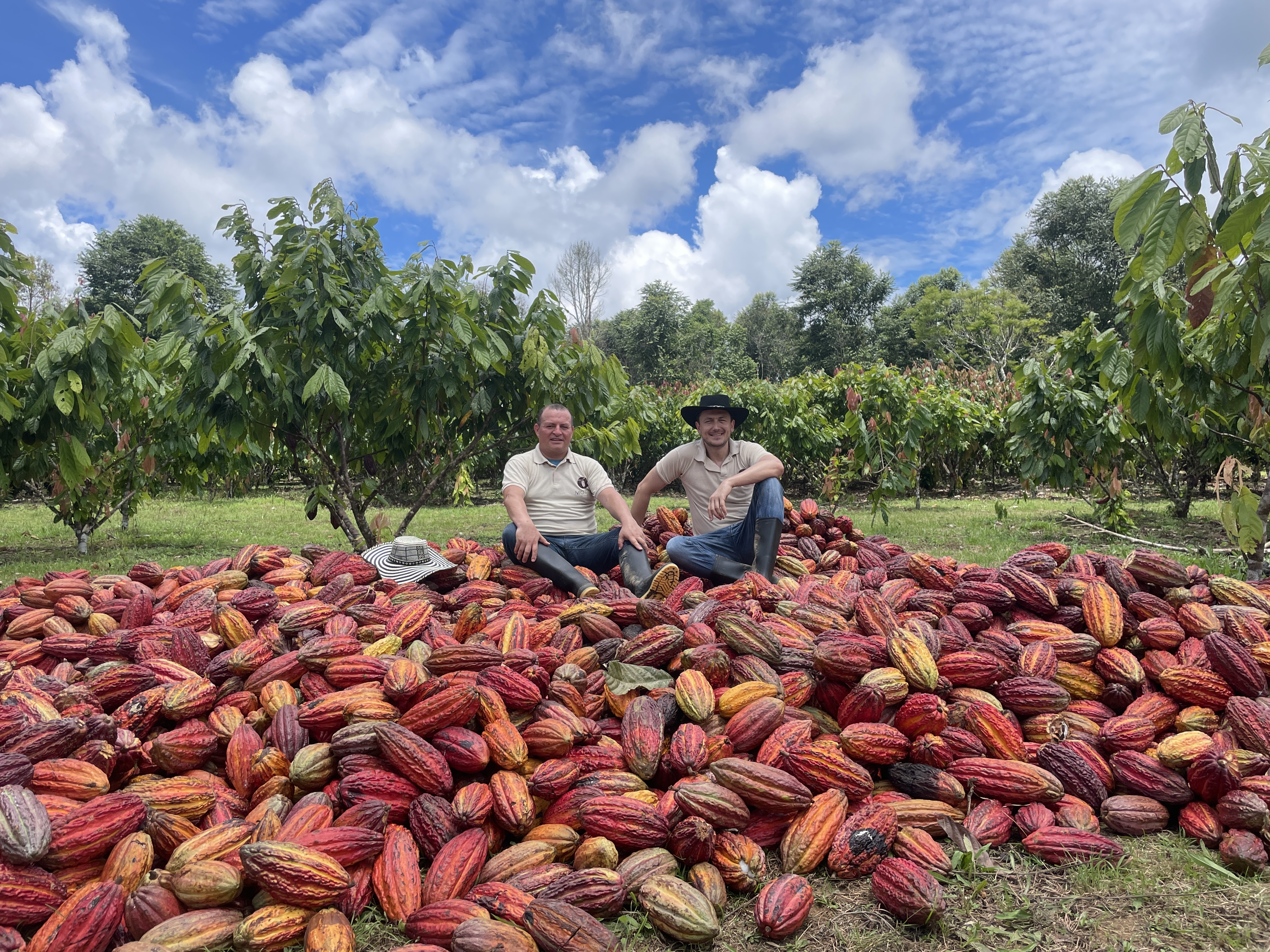 Variétés de cacao colombien