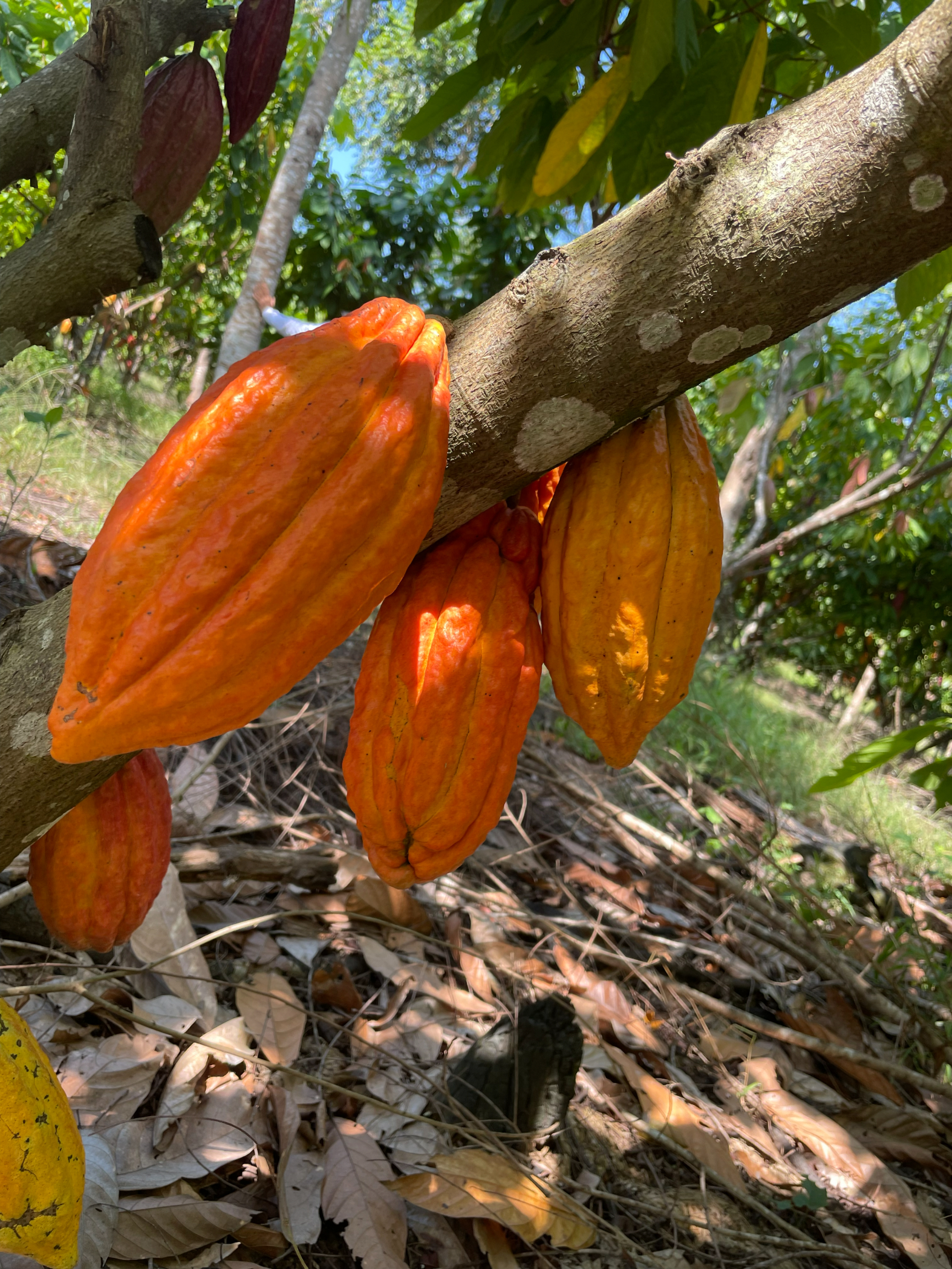 Cacao colombiano de especialidad
