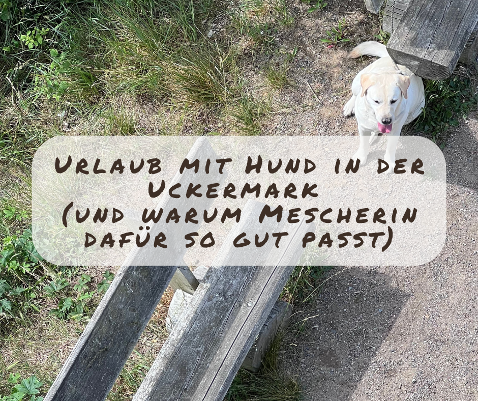 Urlaub mit Hund in der Uckermark (und warum Mescherin dafür so gut passt)