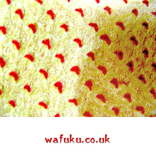 Thumbnail: Ume Shibori Chan Chan Ko