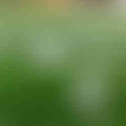 artificial turf lawn with snow, artificial turf lawn in the winter