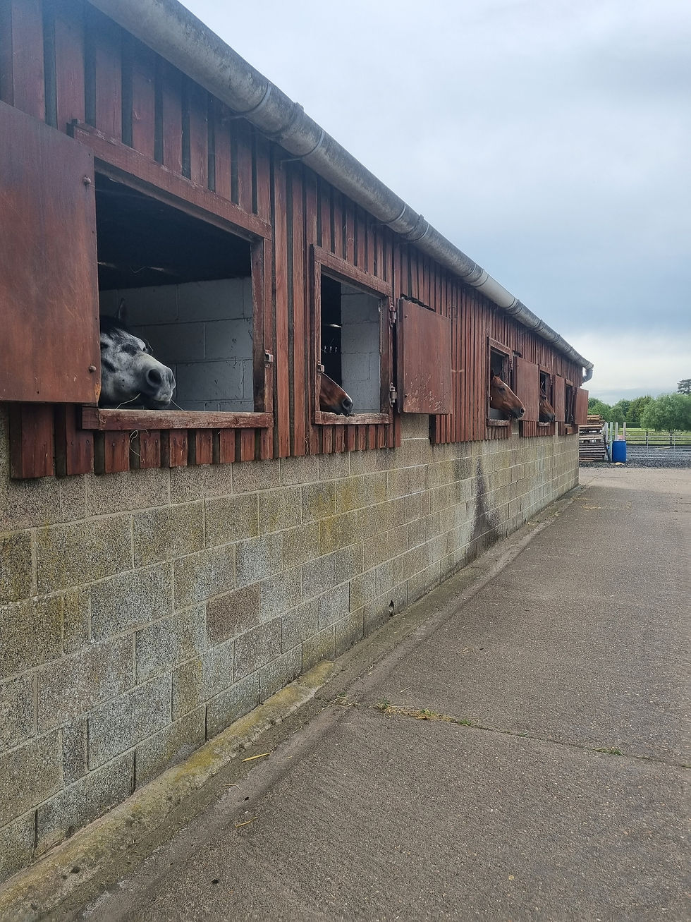 Summer time at DC Equestrian