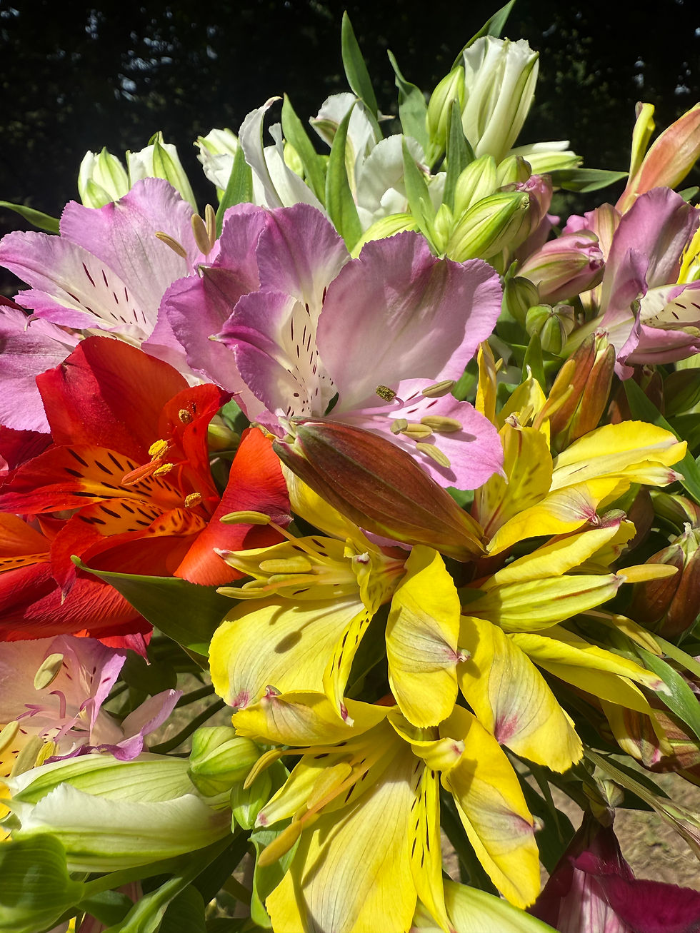 Thumbnail: Cornish Alstroemeria 10 stems  