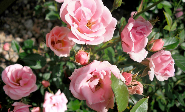 Nahaufnahme von rosa Rosen