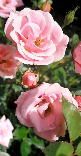 Blühende rosa Rosen