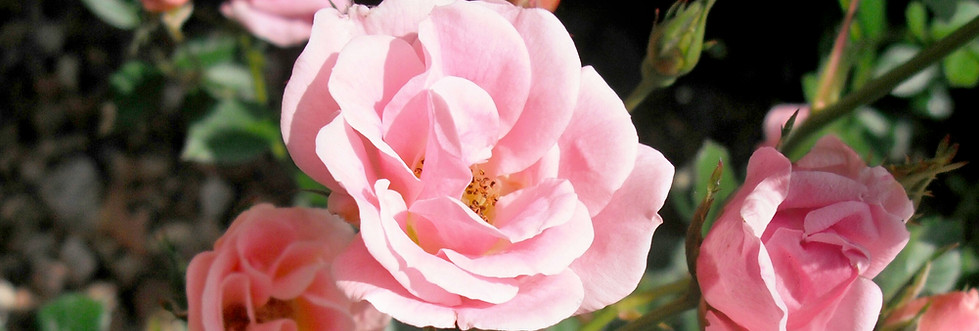 Close Up of Pink Roses