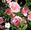 Close Up of Pink Roses