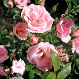 Close Up of Pink Roses
