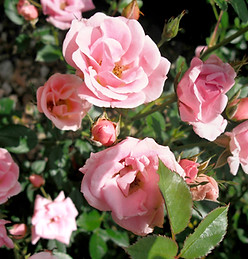 Close Up of Pink Roses