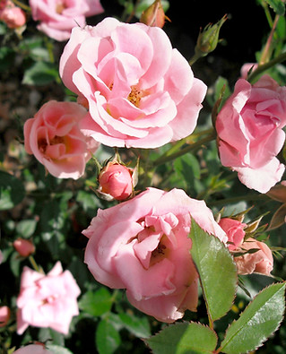 Close Up of Pink Roses