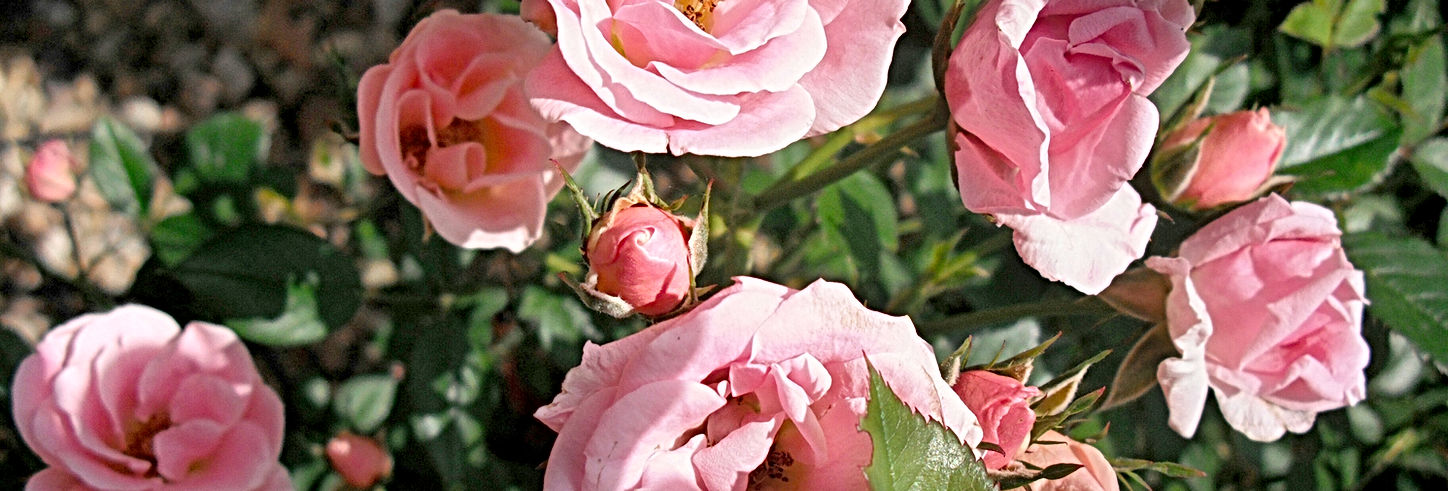 Close Up of Pink Roses