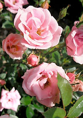 Close Up of Pink Roses