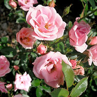 Pink Roses Blooming