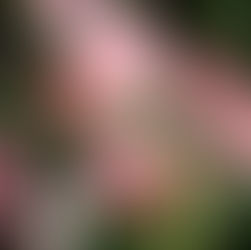 近日公開予定