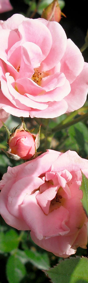 Roses roses en fleurs