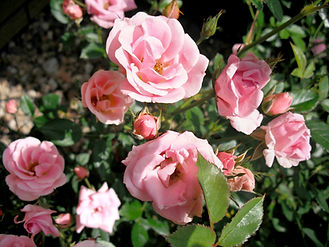Pink Roses Blooming