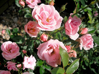 Close Up of Pink Roses