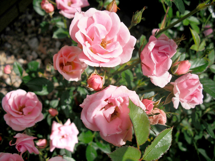 Obituary: Patricia Sue Wallace “Pat,” 72