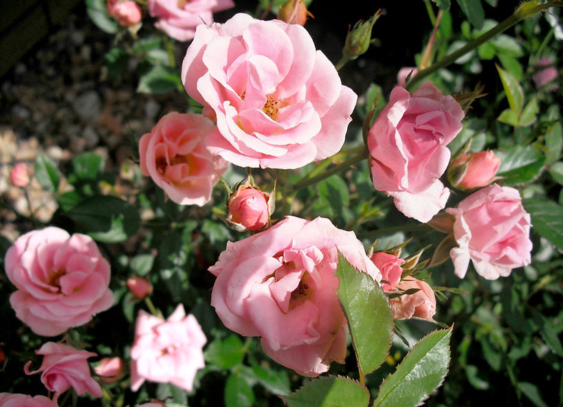 Close Up of Pink Roses