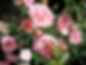 Pink Roses in Bloom