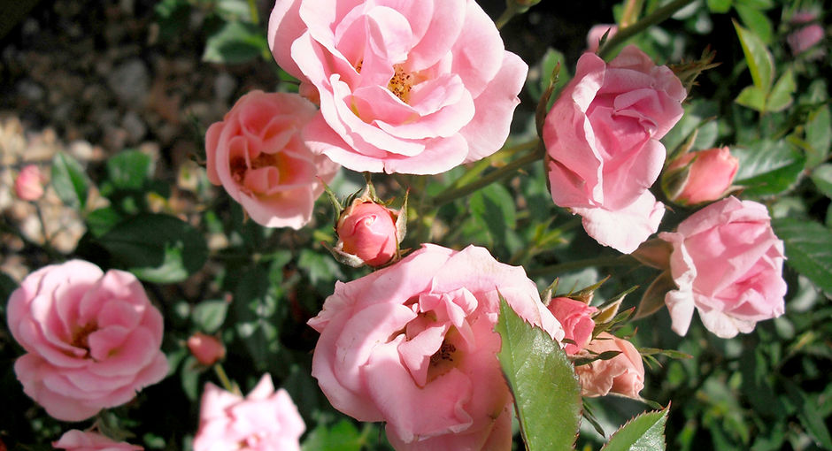 Close Up of Pink Roses