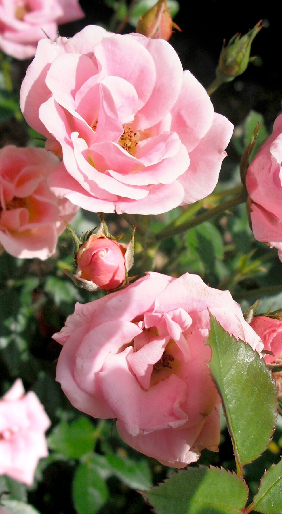 Close Up of Pink Roses