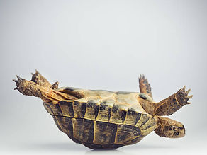 From Stuck to Scaling: When Do I Need an Advisor to Help Grow My Business?