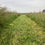 Thumbnail: Our Meadow and Wildflower Projects