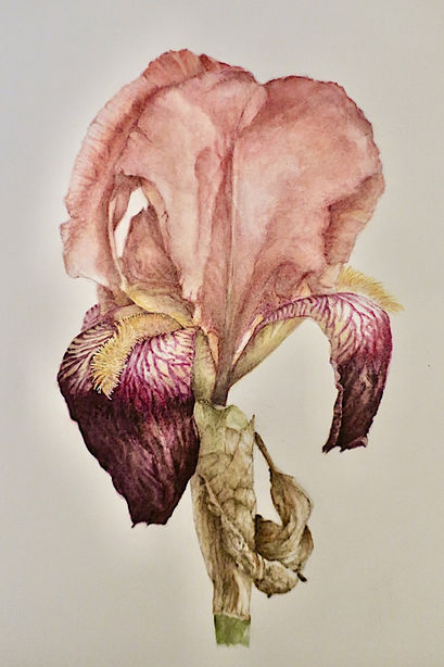 Featured Artist - James Maitland