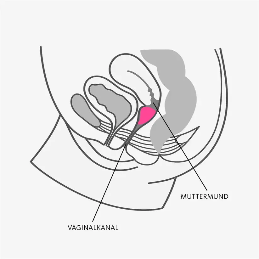 תמונה ממוזערת: Fun Factory Fun Cup • פאן פקטורי פאן קאפ: גביעונית נוחה אנטומית (2 גדלים לבחירה)